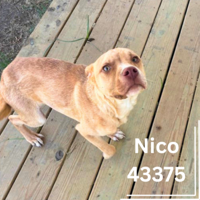 Nico 43375, 6 Months/Male