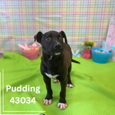 Pudding 43034