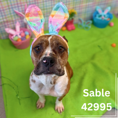 Sable 42995
