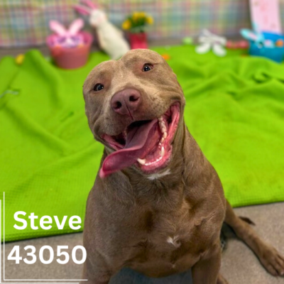 Steve 43050