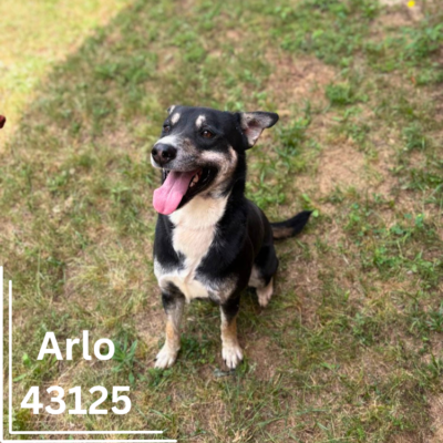 Arlo 43125, 2 years/Male