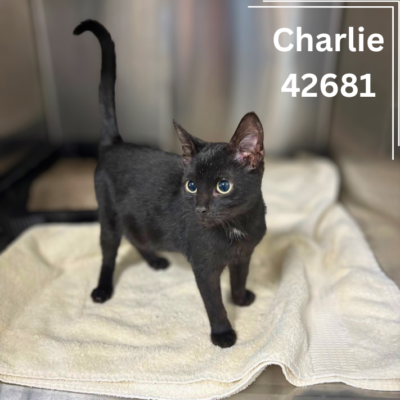 Charlie 42681