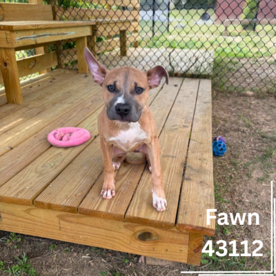 Fawn 43112, 6 Months/ Female