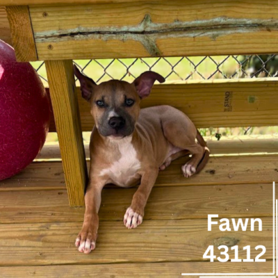 Fawn 43112