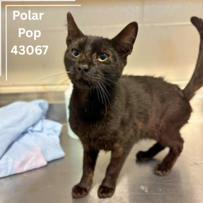 Poplar Pop 43067