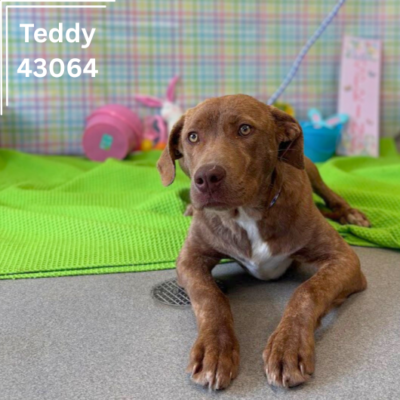 Teddy 43064