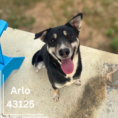 Arlo 43125, 2 years/Male
