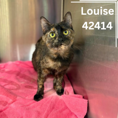 Louise 42414