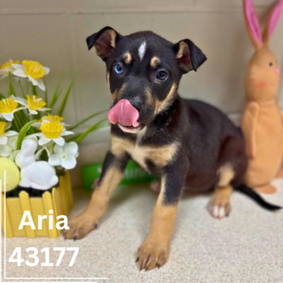 A-Pups 43175-82