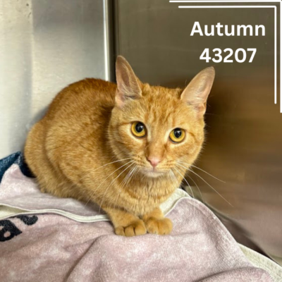 Autumn 43207