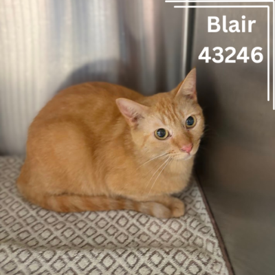 Blair 43246