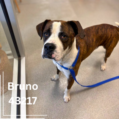 Bruno - 43217
