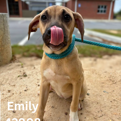Emily 42908