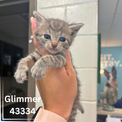 The “G” Kittens 43334–43337, 4 Weeks