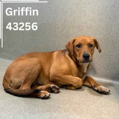 Griffin 43256
