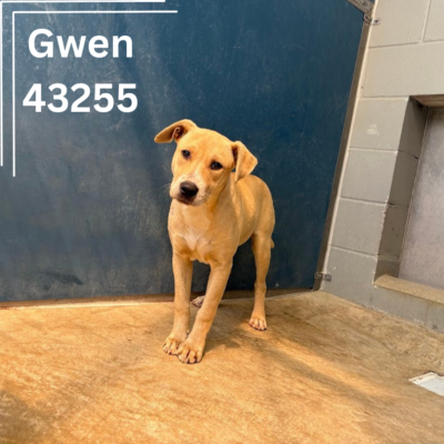 Gwen 43255