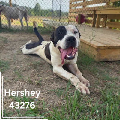 Hershey 43276