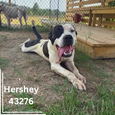 Hershey 43276