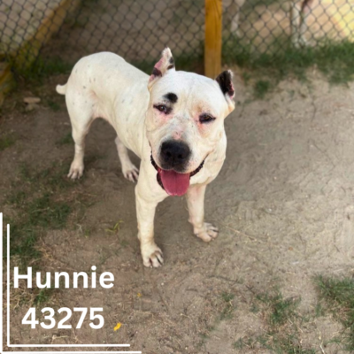 Hunnie 43275