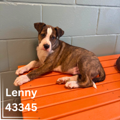 L-Pups 43345-49