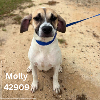 Molly 42909