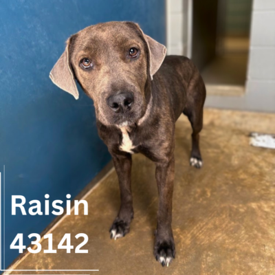 Raisin 43142