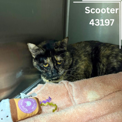 Scooter 43197, 2 years/Female