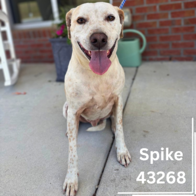 Spike 43268