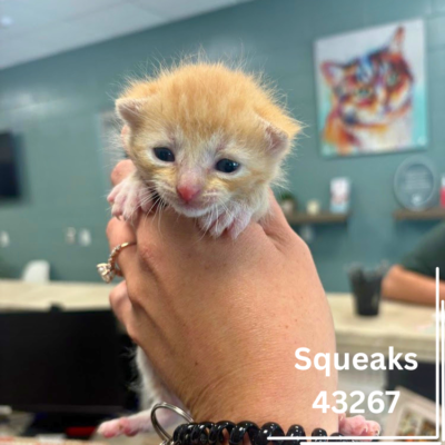 Squeaks 43267