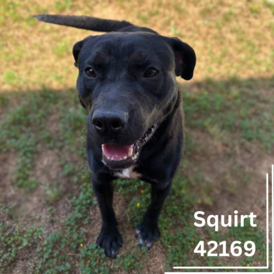 Squirt 42169