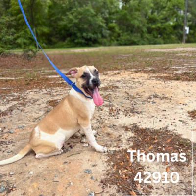 Thomas 42910