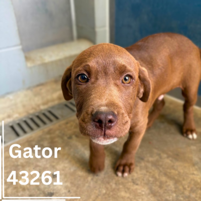 G-Puppies 43258-62