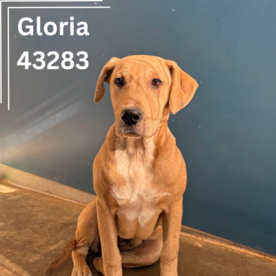 Gloria 43282