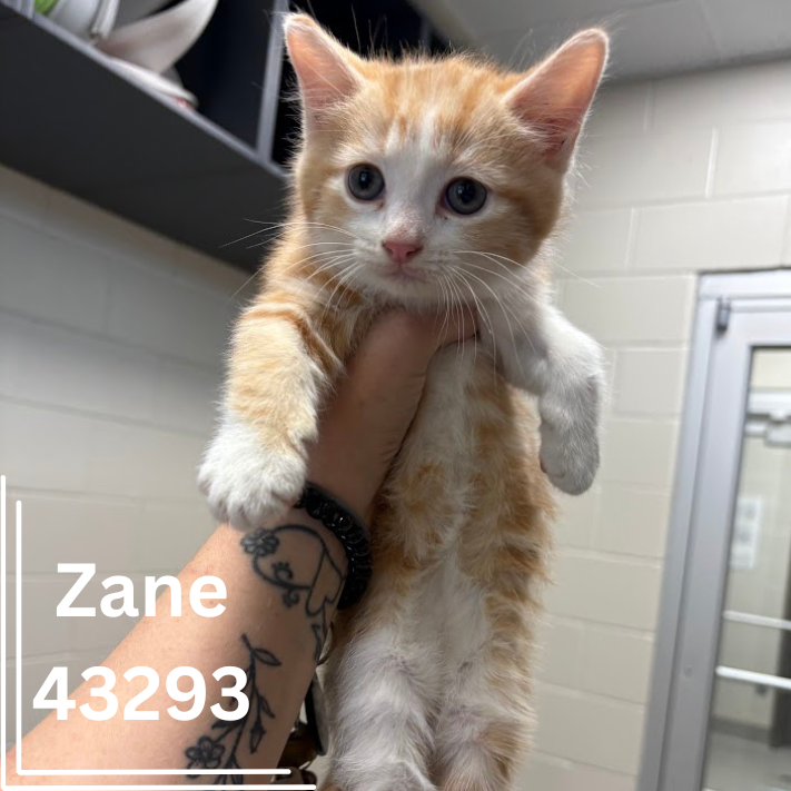 Zane 43293, 9 Weeks/Male – ADOPTED - Bainbridge-Decatur County