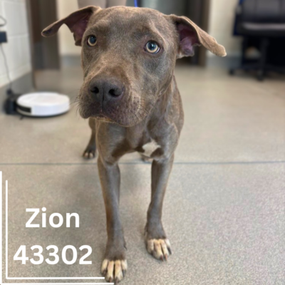 Zion 43302, 1 Year/Male