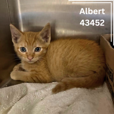Albert 43452- 10 Weeks, Male-ADOPTED