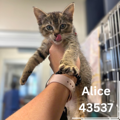 Alice 43537, 4 Months/Female- ADOPTED