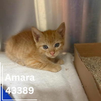 Amara 43389, 6 Weeks/Female- RESCUED