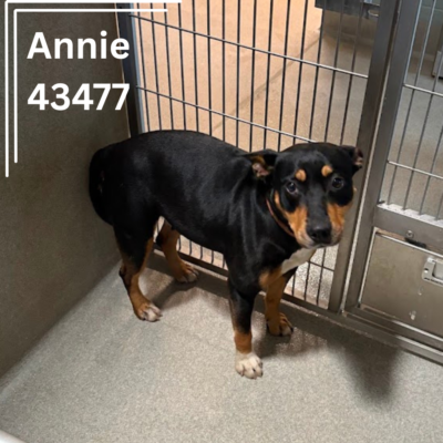 Annie 43477, 2 Years/Female