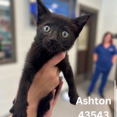 Ashton 43543, 8 Weeks/Female
