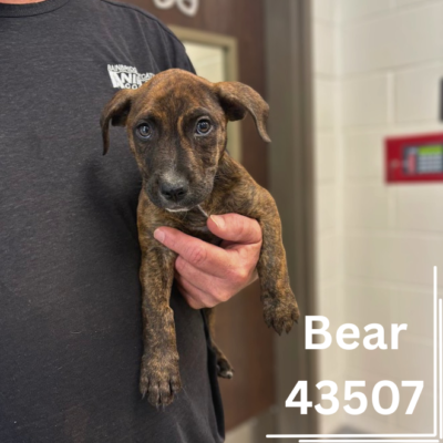 Bear 43507, 8 Weeks, Male