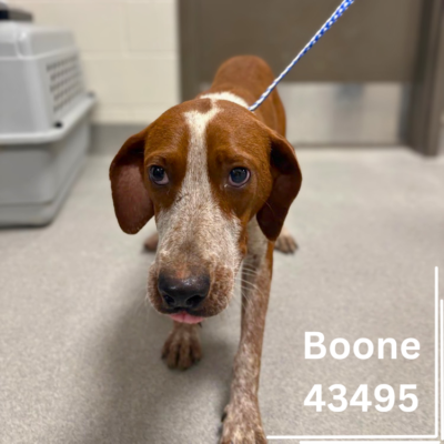 Boone 43495, 1 Year/Male