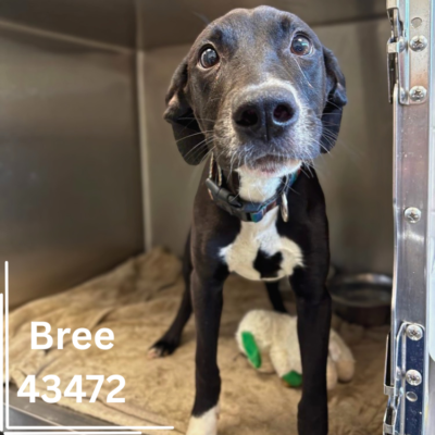 Bree 43472, 8Months/Female