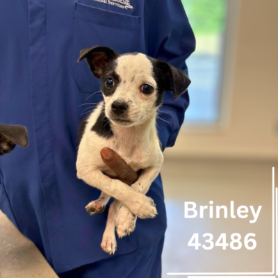 Brooke 43485 & Brinley 43486, 2 Years,12 Weeks/Female - RECLAIMED