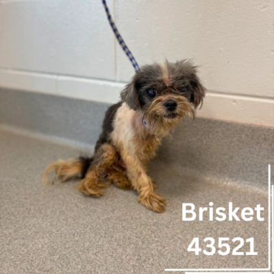 Brisket 43521, 7 Years/Male - ADOPTED