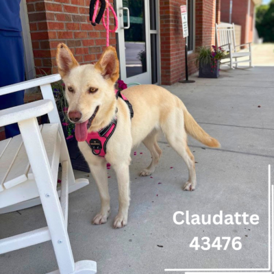 Claudatte 43476, 2Years/Female