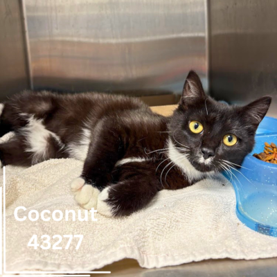 Coconut 43277