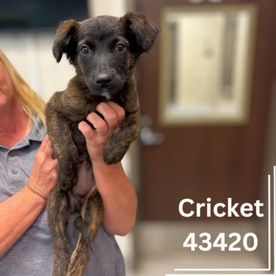 Cricket 43420, 10 Weeks/Female PENDING
