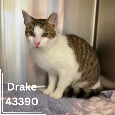 Drake 43390, 1 Year/Male