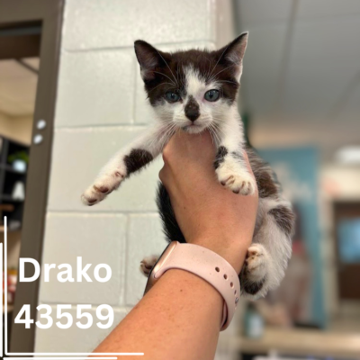 Darlin 43558 & Drako 43559, 8 Weeks/Male&Female